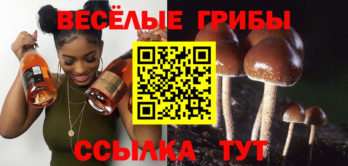 Галлюциногенные грибы Psilocybe Михайловск